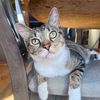 adoptable Cat in  named Fargo