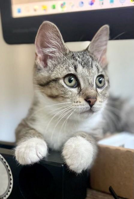 adoptable Cat in Palatine, IL named Fargo