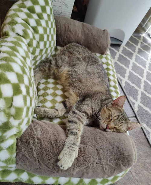 TILL - Domestic Short Hair available for adoption
