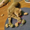 Till - Photo 4