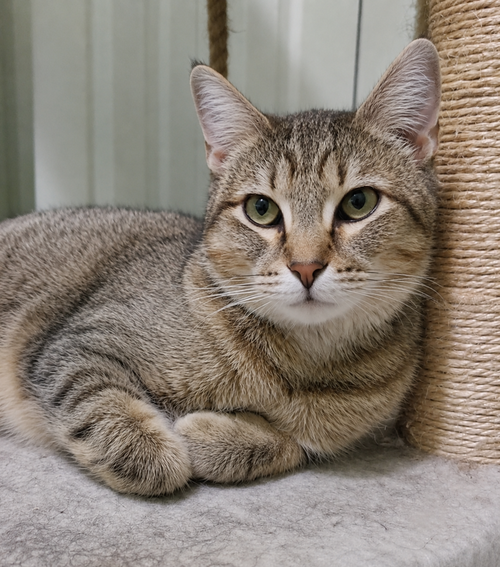 Till, a cat for adoption from Forever Fortunate Felines