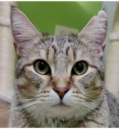 adoptable Cat in Palatine, IL named Till