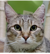 adoptable Cat in Palatine, IL named Till