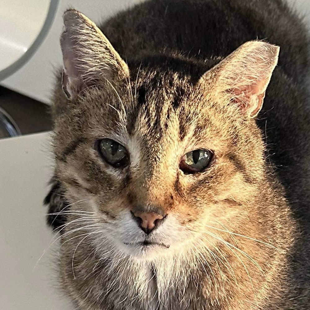 adoptable Cat in Palatine, IL named Clifford