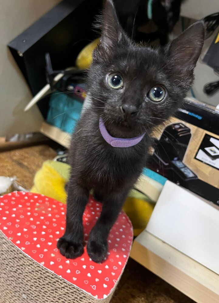 adoptable Cat in Palatine, IL named Emily