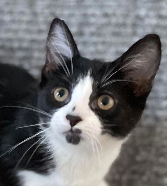 adoptable Cat in Palatine, IL named Killian