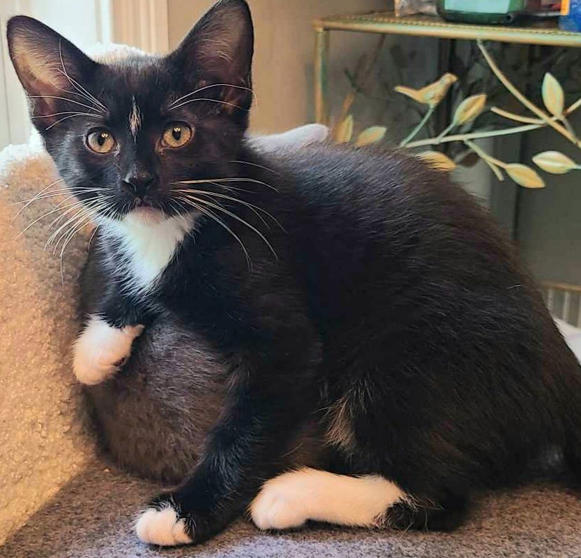 adoptable Cat in Palatine, IL named Hilo