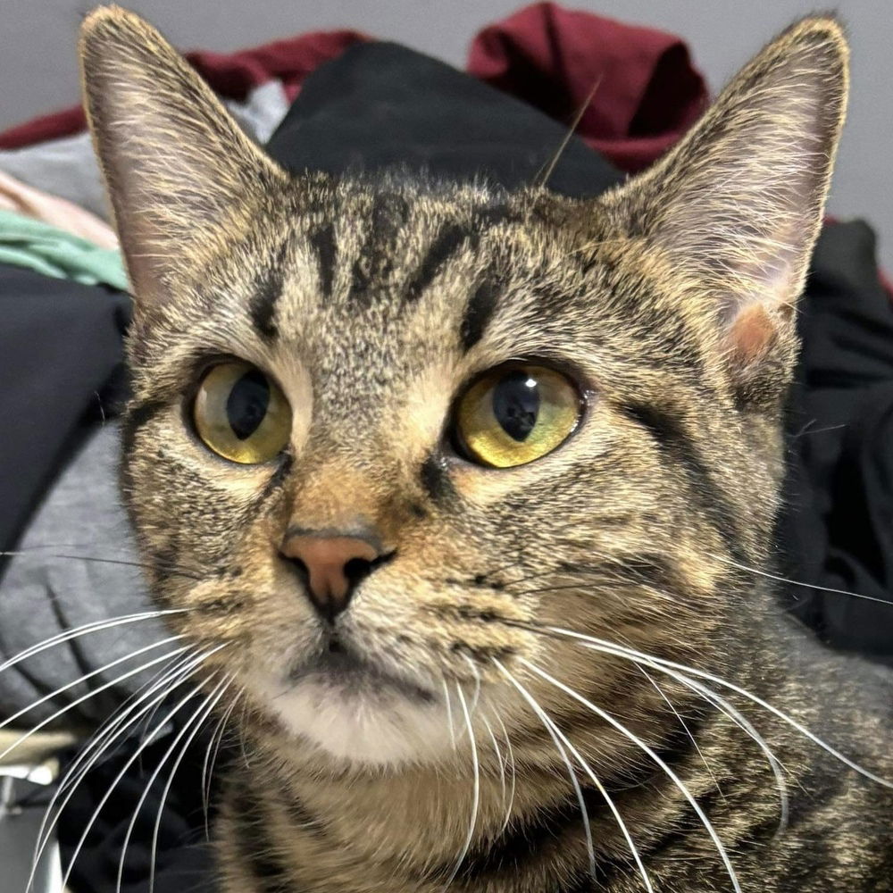 adoptable Cat in Palatine, IL named Mina