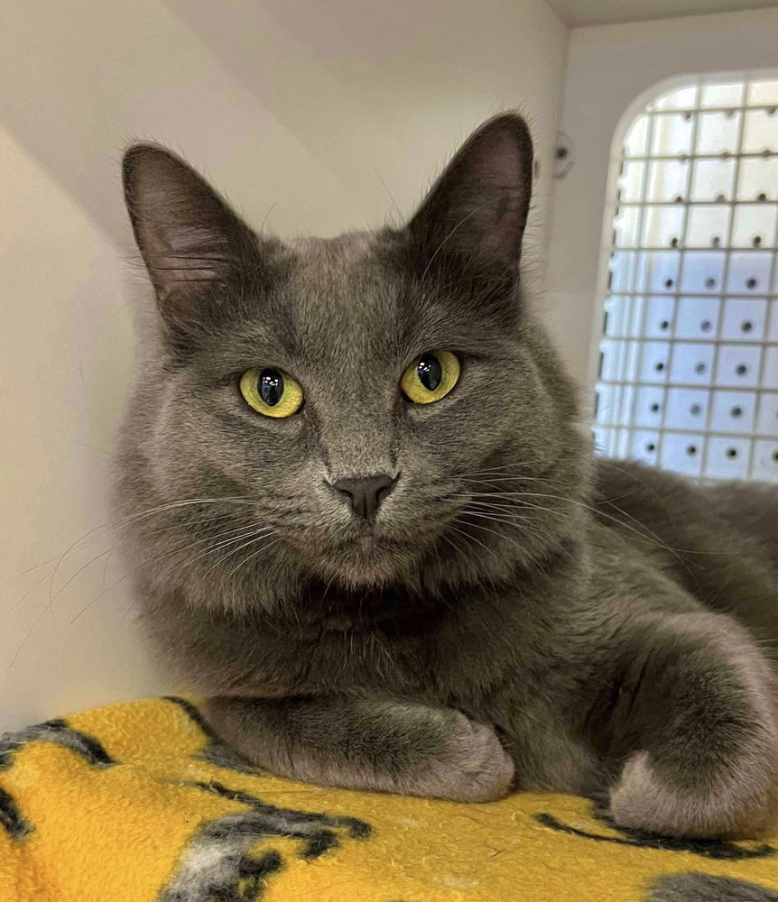 adoptable Cat in Palatine, IL named Gray