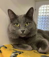 adoptable Cat in  named Gray