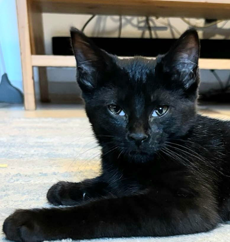 adoptable Cat in Palatine, IL named Sally