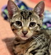 adoptable Cat in Palatine, IL named VanHelsing