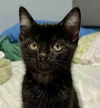 adoptable Cat in Palatine, IL named Count