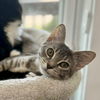 adoptable Cat in Palatine, IL named Mystic (aka Pebbles)