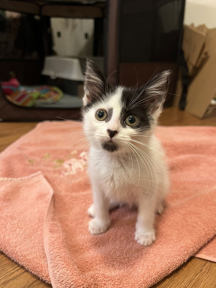 adoptable Cat in Palatine, IL named Toast