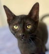 adoptable Cat in Palatine, IL named Jet