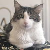 adoptable Cat in Palatine, IL named Maverick