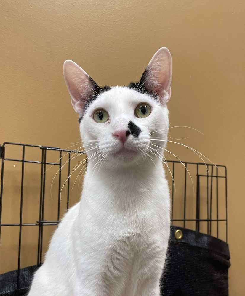 adoptable Cat in Palatine, IL named Dynamo