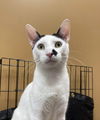 adoptable Cat in Palatine, IL named Dynamo