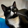 adoptable Cat in Palatine, IL named Jackson