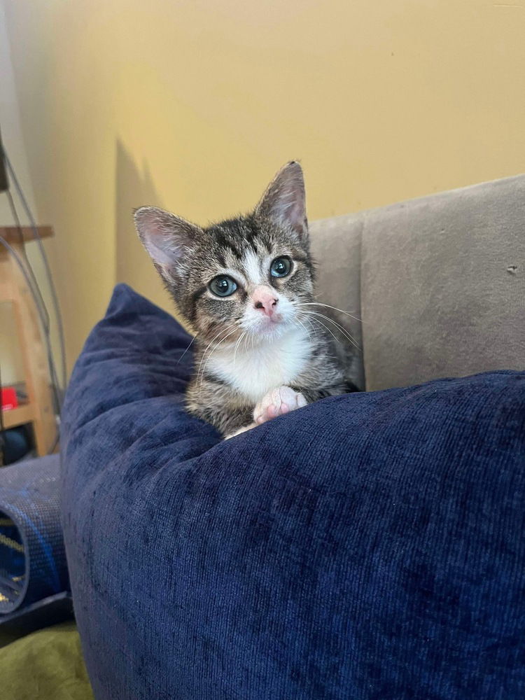 adoptable Cat in Palatine, IL named Fruit Fly