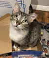 adoptable Cat in Palatine, IL named Grace