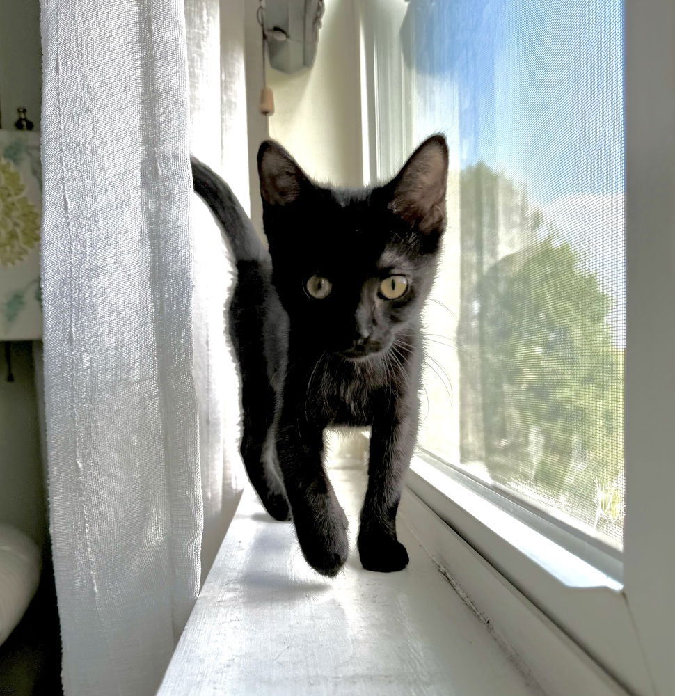 adoptable Cat in Palatine, IL named Nebula