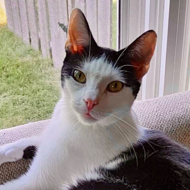 adoptable Cat in Palatine, IL named Piano