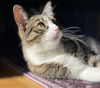 adoptable Cat in  named Sugarfoot