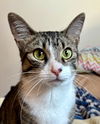 adoptable Cat in Palatine, IL named Sugarfoot