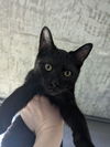 adoptable Cat in Palatine, IL named Velcro