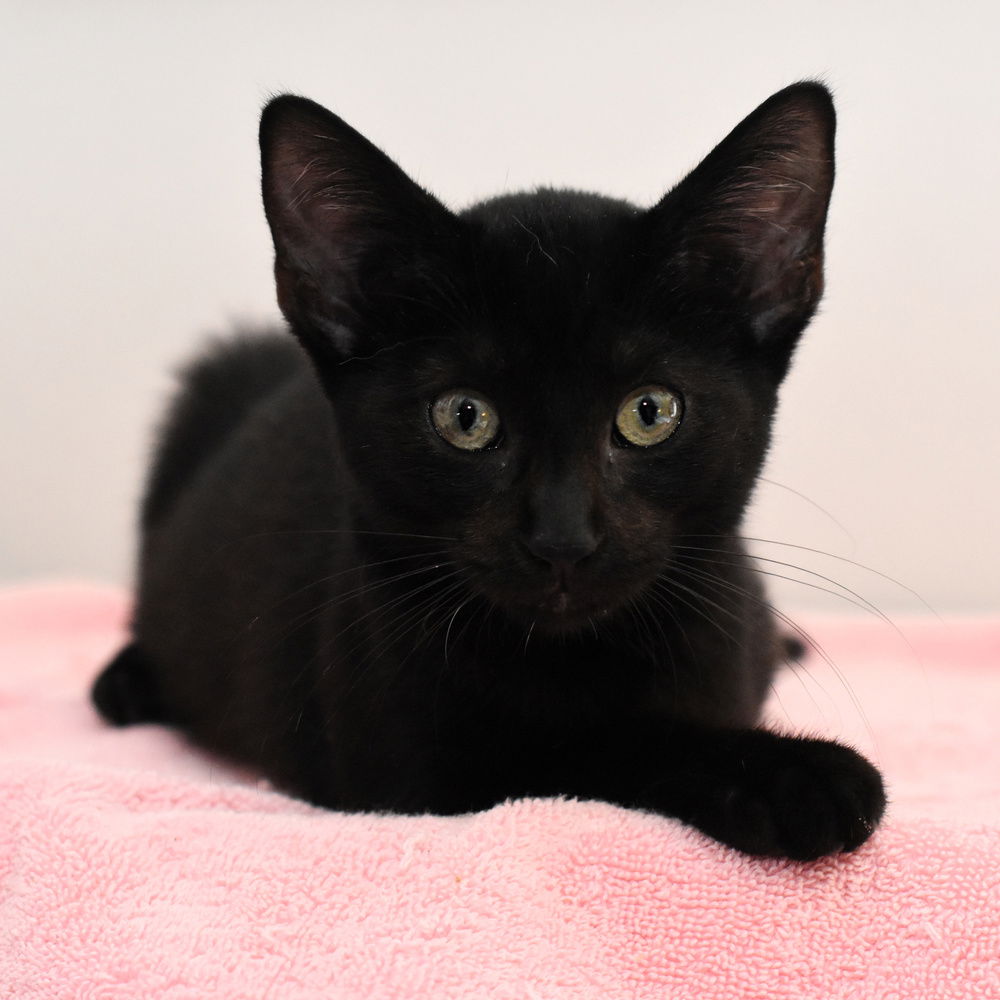 adoptable Cat in Palatine, IL named Pepper