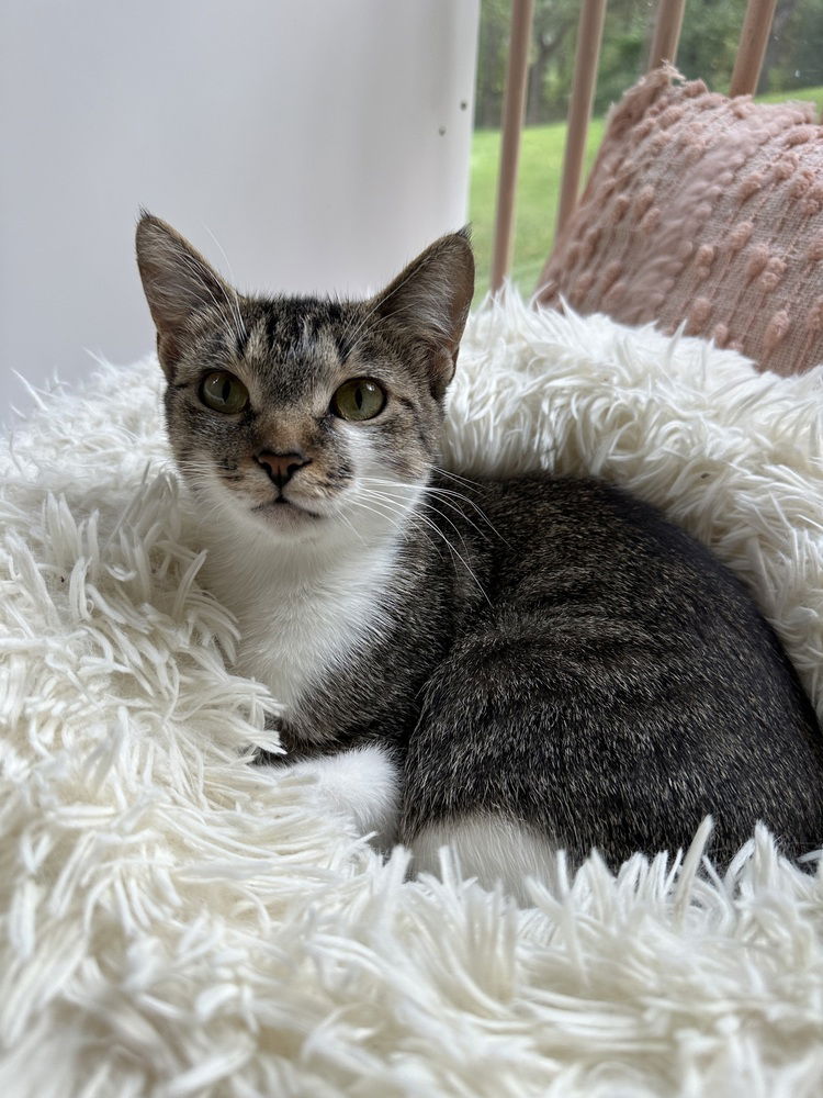 adoptable Cat in Palatine, IL named Louise