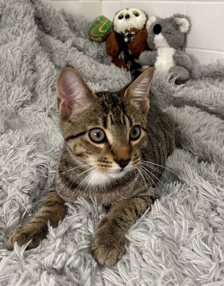 adoptable Cat in Palatine, IL named Alex