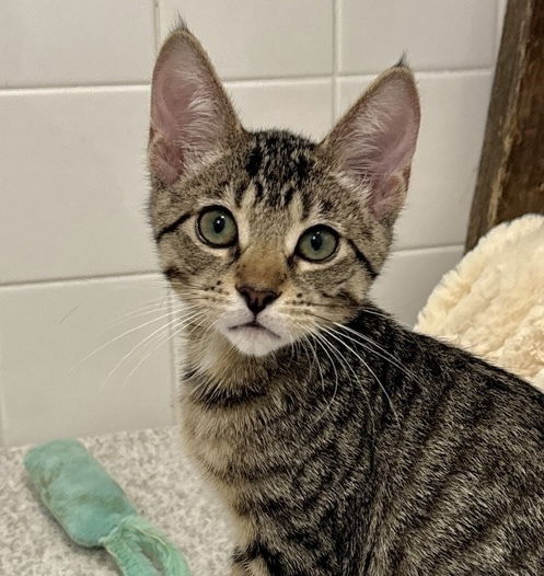 adoptable Cat in Palatine, IL named Ally