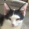 adoptable Cat in , IL named Domino