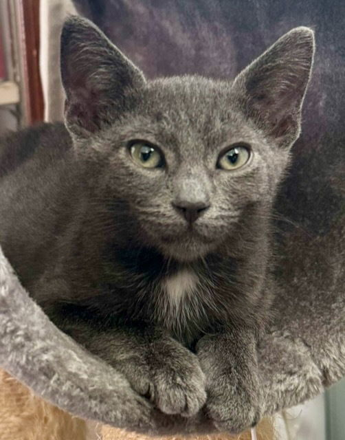 adoptable Cat in Palatine, IL named Oreo