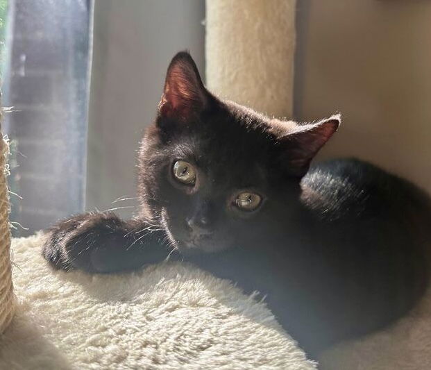 adoptable Cat in Palatine, IL named Binx (Harley)