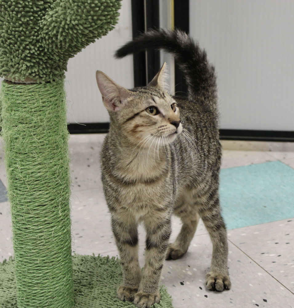 adoptable Cat in Palatine, IL named BT (Big Tabby)