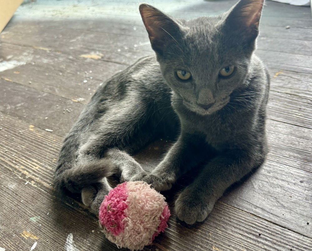 adoptable Cat in Palatine, IL named Girly