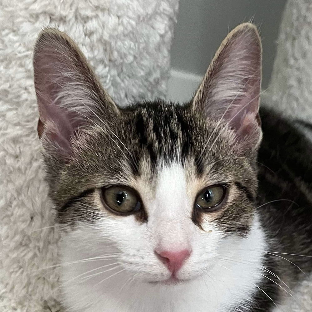 adoptable Cat in Palatine, IL named Otto