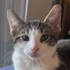 adoptable Cat in Palatine, IL named Junior