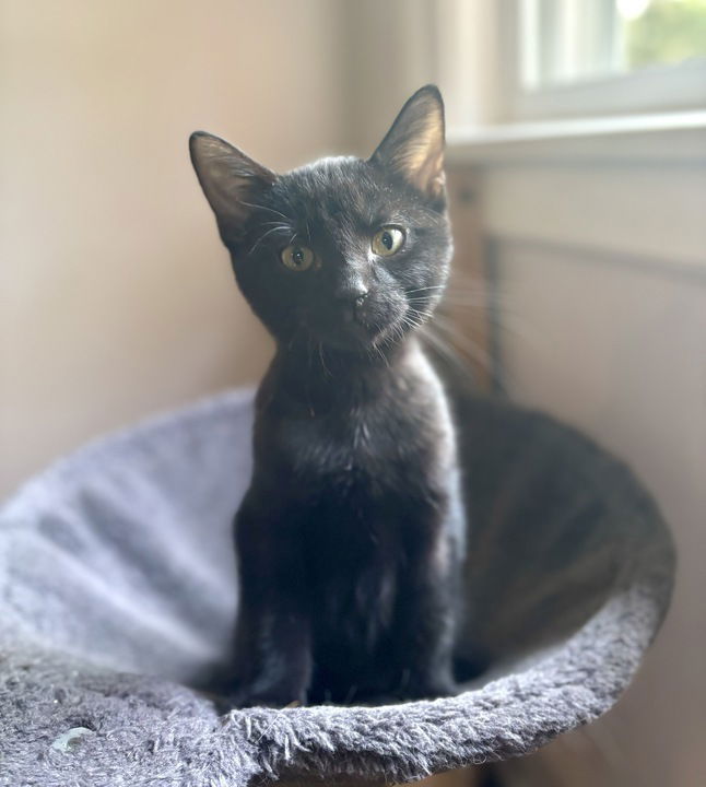 adoptable Cat in Palatine, IL named Twiggy