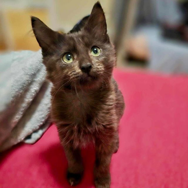 adoptable Cat in Palatine, IL named Bear