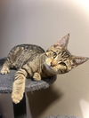 adoptable Cat in Palatine, IL named Atlas