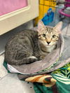 adoptable Cat in Palatine, IL named Valerie