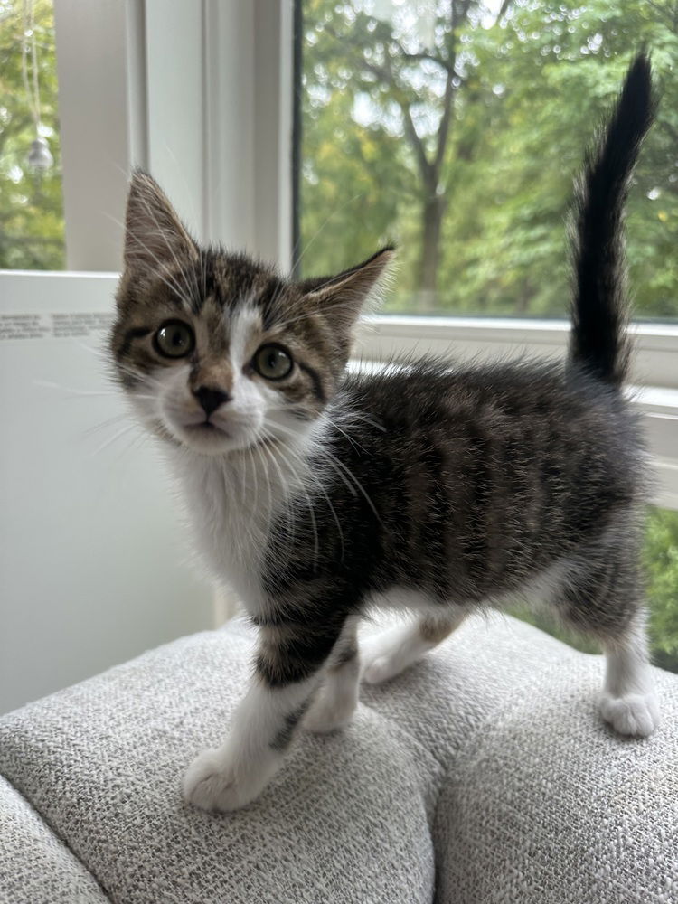 adoptable Cat in Palatine, IL named Ken