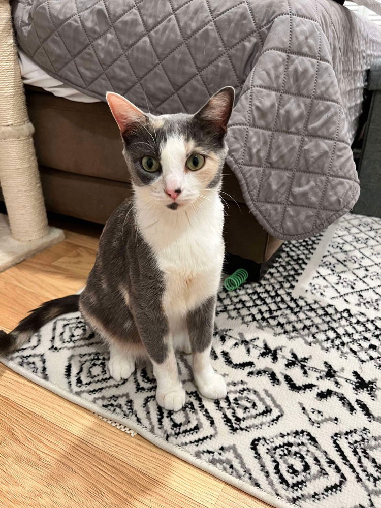 adoptable Cat in Palatine, IL named Kaylie