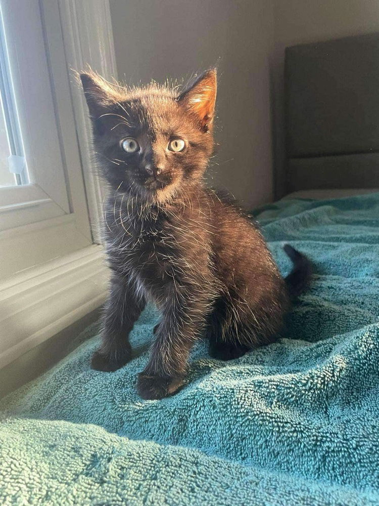 adoptable Cat in Palatine, IL named Mike