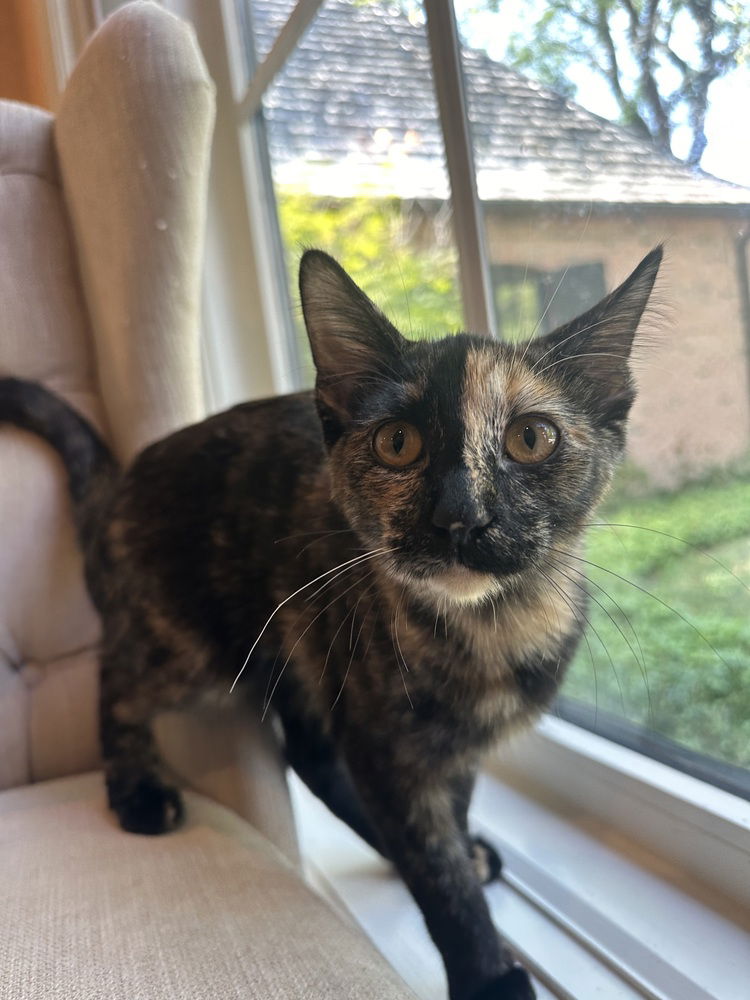 adoptable Cat in Palatine, IL named Serena